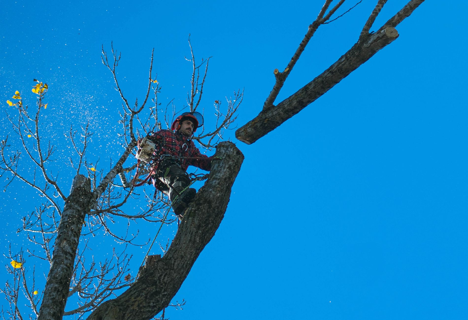 ombien coûte l'abattage d'un arbre à Québec — et pourquoi le prix reflète la qualité